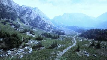 Aerial top view of summer green trees in forest in Swiss Alps video