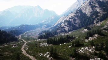 vista a volo d'uccello della strada che corre attraverso splendidi boschi di pini verdi video