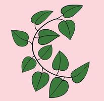 Simplicity ivy freehand drawing flat design. vector