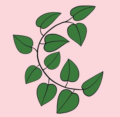 Simplicity ivy freehand drawing flat design.