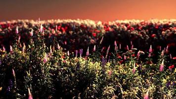 campo con flores durante el atardecer de verano video