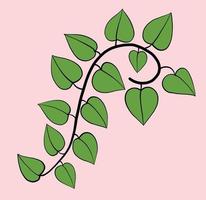 Simplicity ivy freehand drawing flat design. vector