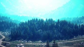 vista aerea dall'alto degli alberi verdi estivi nella foresta nelle alpi svizzere video