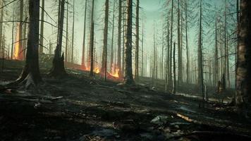 un feu de forêt brûle le sol dans la forêt video