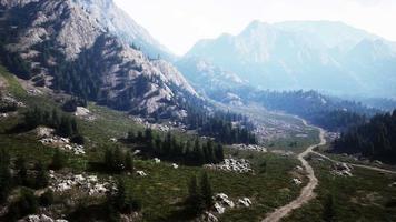Flygfoto ovanifrån av sommarens gröna träd i skogen i schweiziska alperna video