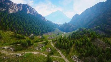 Aerial top view of summer green trees in forest in Swiss Alps video