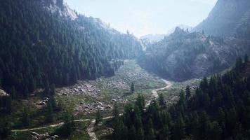 Aerial view of green coniferous forest in the mountains video