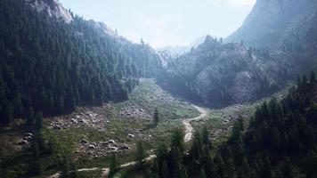 Aerial top view of summer green trees in forest in Swiss Alps video