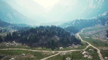 vista aérea da estrada que atravessa belas florestas de pinheiros verdes video