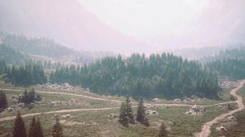 Bird's eye view of road running through beautiful green pine woods video