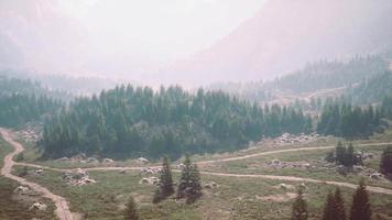 Aerial top view of summer green trees in forest in Swiss Alps video