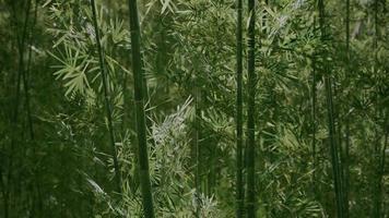 Green bamboo in the fog with stems and leaves video