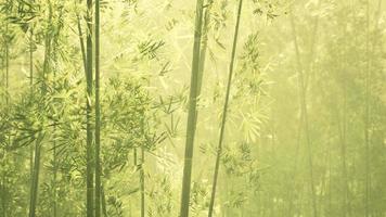 forêt de bambous dans le sud de la chine