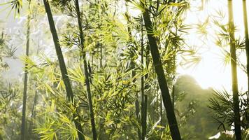 bambu grön skog i djup dimma video
