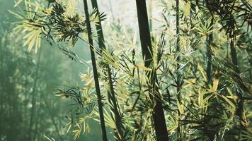 Green bamboo in the fog with stems and leaves video