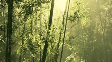 Bamboo grove in dense fog video