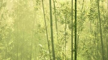 groene bamboe in de mist met stengels en bladeren video