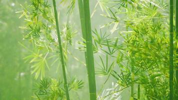 bosque verde de bambú en niebla profunda video