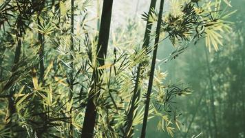 arboleda de bambú en niebla densa video
