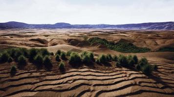 vlakke woestijn met struiken en gras video