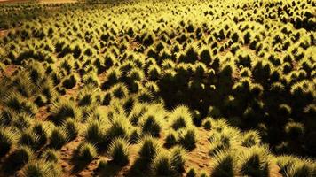 Stoney desert in outback Australia video