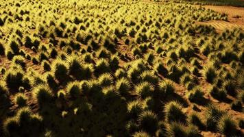 bella duna di sabbia giallo arancio nel deserto nell'Asia centrale video