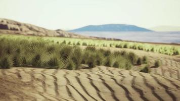 bella duna di sabbia giallo arancio nel deserto nell'Asia centrale video