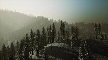 niebla brumosa en el bosque de pinos en las laderas de las montañas