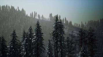 Misty fog in pine forest on mountain slopes video