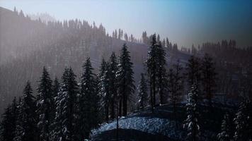 brouillard brumeux dans la forêt de pins sur les pentes des montagnes video
