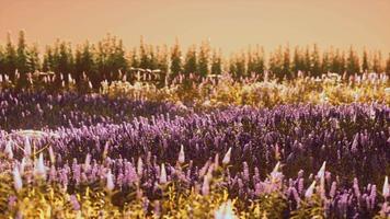 campo di lavanda in fiore sotto i colori del tramonto estivo video