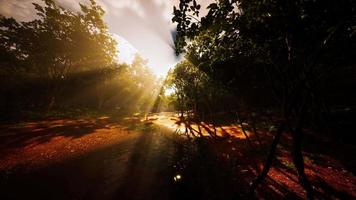 mistig meerlandschap en levendige herfstkleuren in bomen bij zonsopgang video