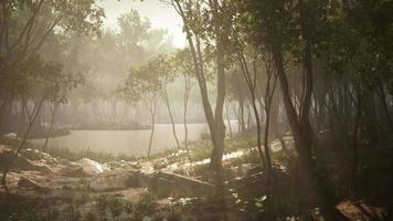 río en bosque misterioso con niebla video