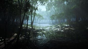 étang dans une forêt avec brouillard video