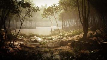 rio na floresta misteriosa com nevoeiro video