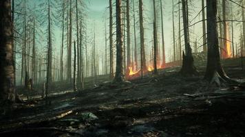 desastre de incêndio na floresta tropical está queimando causado por humanos video