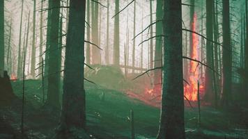 un feu de forêt brûle le sol dans la forêt video