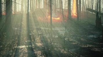 un feu de forêt brûle le sol dans la forêt video