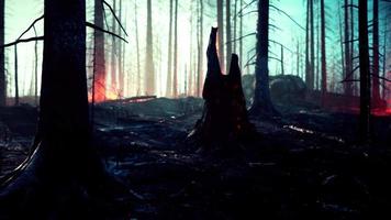 skogsbrand brinner mark i skogen video