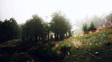 prachtig uitzicht op idyllisch berglandschap met bloeiende weiden video