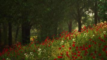 Idyllic landscape in the Alps with fresh green meadows and blooming flowers video