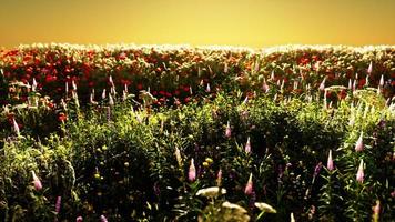 fält med blommor under sommarsolnedgången video