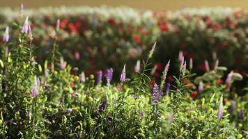 campo com flores durante o pôr do sol de verão video