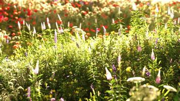 campo com flores durante o pôr do sol de verão video