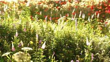 veld met bloemen tijdens de zomerzonsondergang video