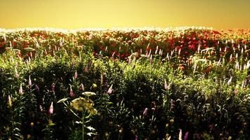 veld met bloemen tijdens de zomerzonsondergang video