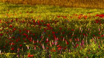 bellissimo campo di papaveri durante l'alba video