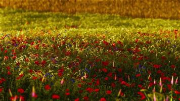 Beautiful poppy field during sunrise video