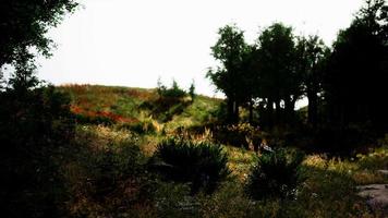 Beautiful panoramic landscape of the Pyrenees mountain valley video