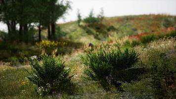 Idyllic landscape in the Alps with fresh green meadows and blooming flowers video